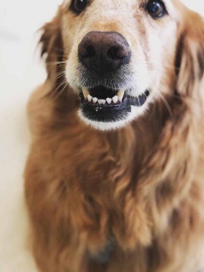 Dog City - Dallas, TX