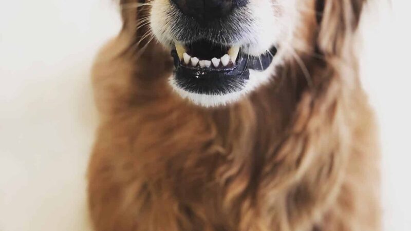 Dog City - Dallas, TX