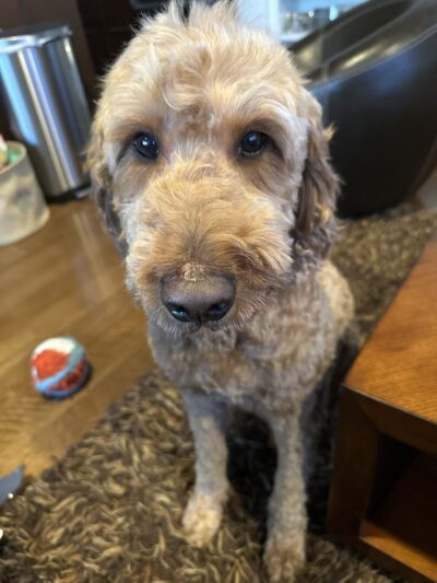 Dog City - Dallas, TX