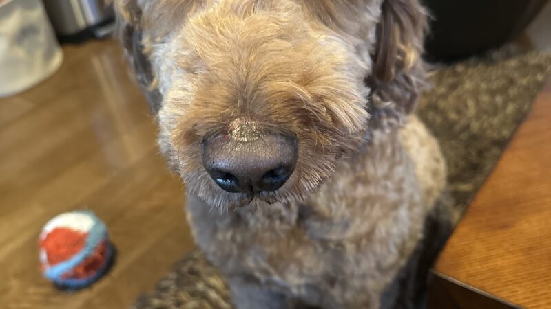 Dog City - Dallas, TX