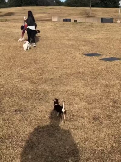 Griggs Park - Dallas, TX