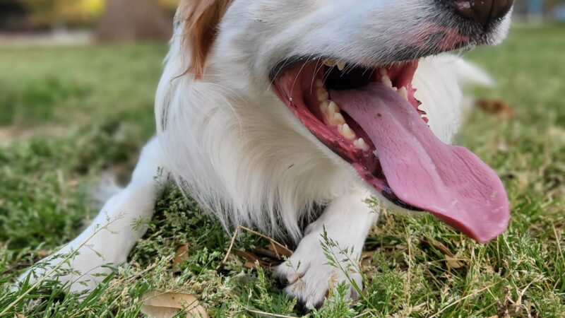 Meadows Dog Park - Dallas, TX