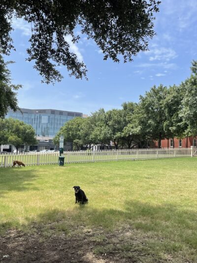 Meadows Dog Park - Dallas, TX
