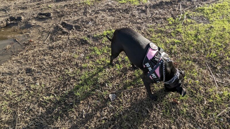 Meadows Dog Park - Dallas, TX