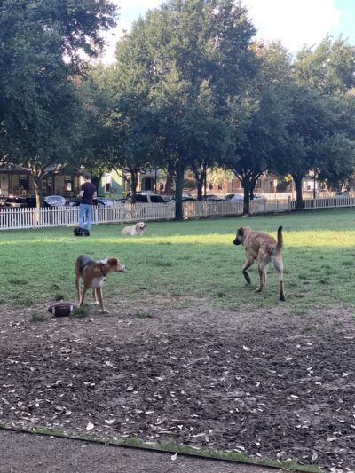 Meadows Dog Park - Dallas, TX
