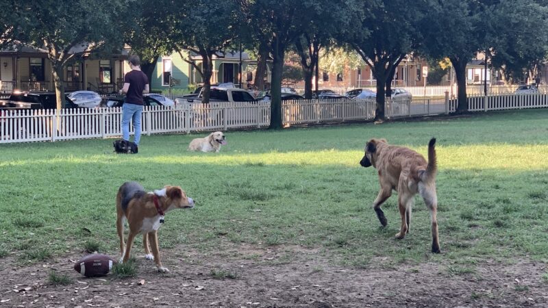 Meadows Dog Park - Dallas, TX
