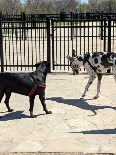 NorthBark Dog Park - Dallas, TX