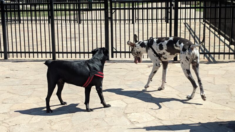 NorthBark Dog Park - Dallas, TX