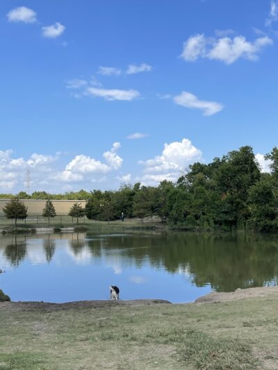 NorthBark Dog Park - Dallas, TX