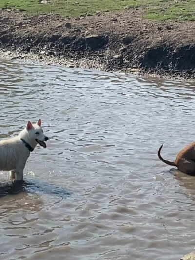 NorthBark Dog Park - Dallas, TX