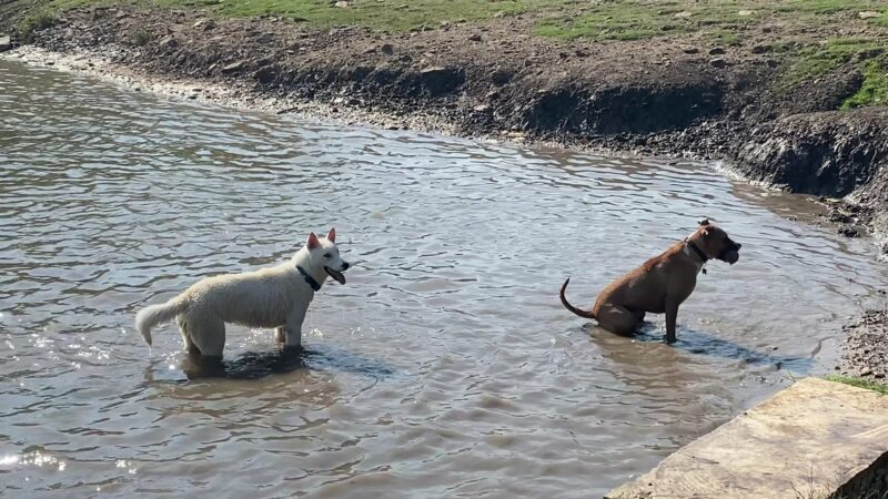 NorthBark Dog Park - Dallas, TX