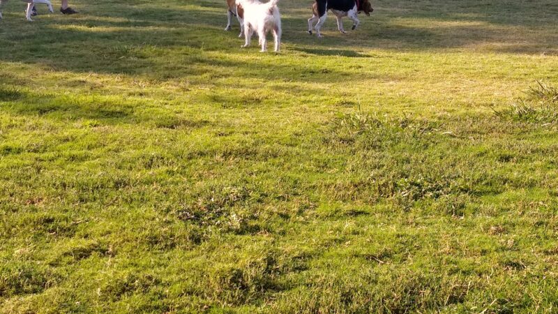 NorthBark Dog Park - Dallas, TX