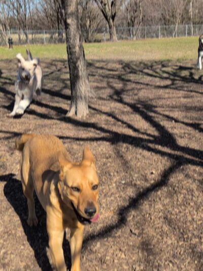 Parkhill Dog Park - Dallas, TX