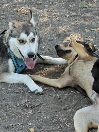 Parkhill Dog Park - Dallas, TX