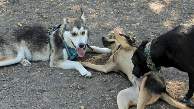 Parkhill Dog Park - Dallas, TX