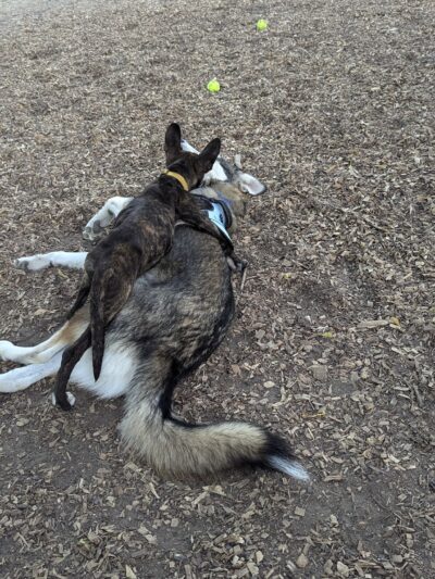 Parkhill Dog Park - Dallas, TX