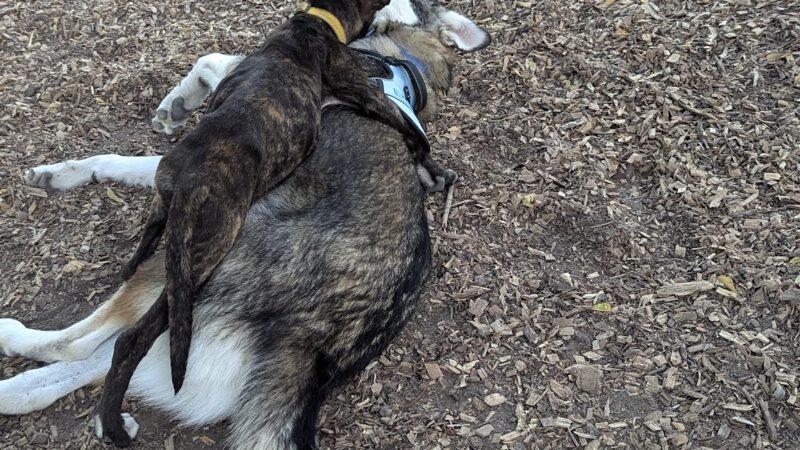 Parkhill Dog Park - Dallas, TX