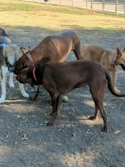 Parkhill Dog Park - Dallas, TX