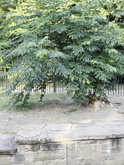 Wagging Tail Dog Park - Dallas, TX