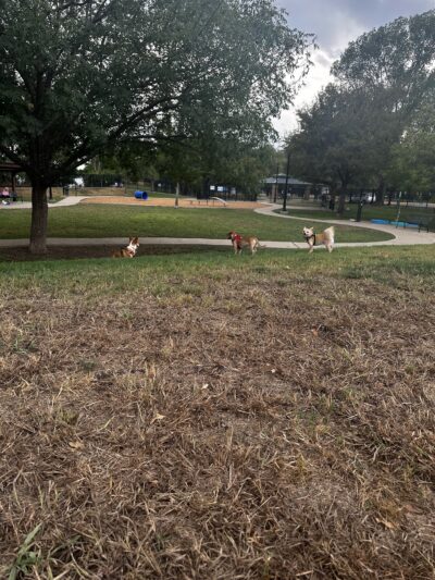 White Rock Lake Dog Park - Dallas, TX