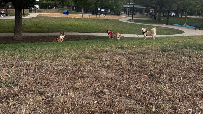 White Rock Lake Dog Park - Dallas, TX