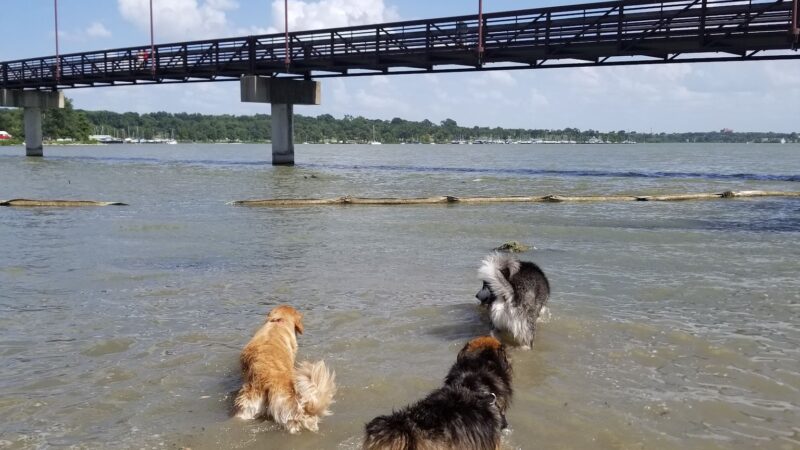 White Rock Lake Dog Park - Dallas, TX