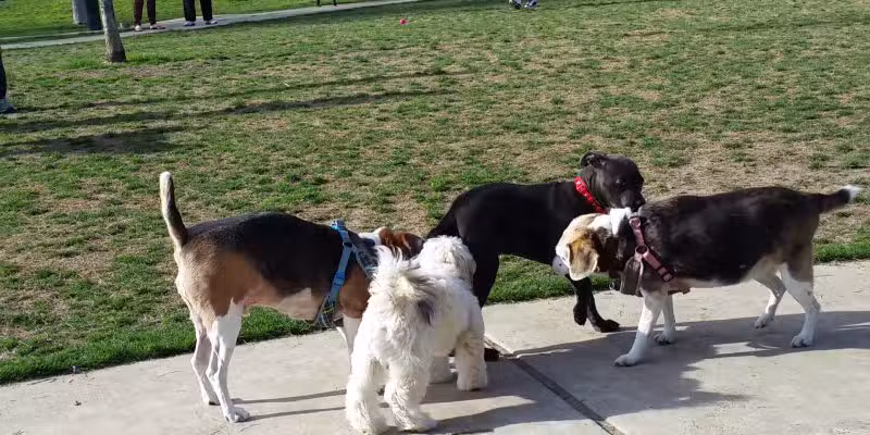 White Rock Lake Dog Park - Dallas, TX