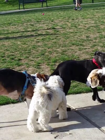 White Rock Lake Dog Park - Dallas, TX