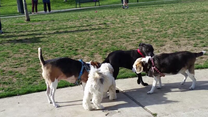 White Rock Lake Dog Park - Dallas, TX