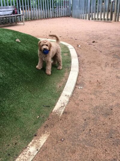 My Best Friend's Park - Dallas, TX