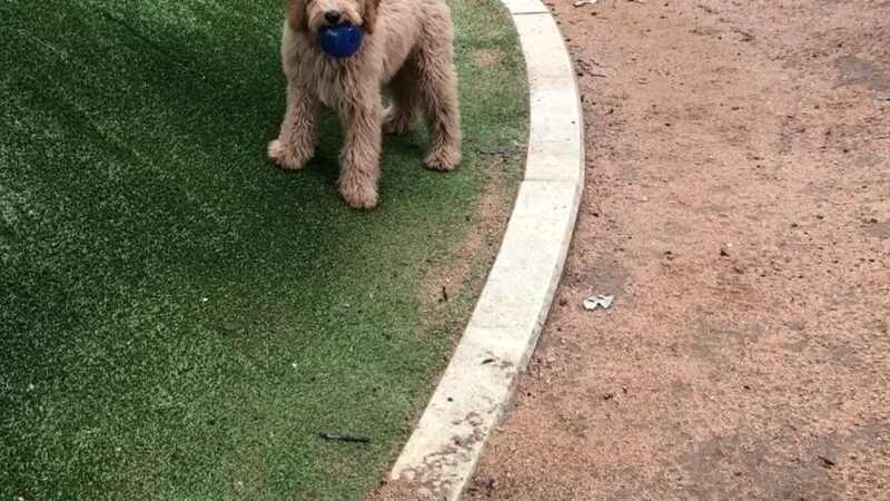 My Best Friend's Park - Dallas, TX