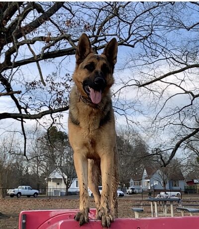 Lakeshore Dog Park - Dalton, GA