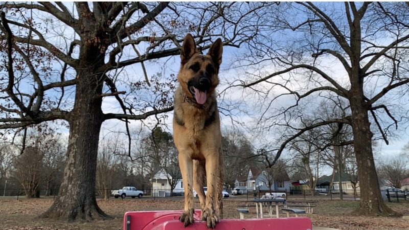 Lakeshore Dog Park - Dalton, GA
