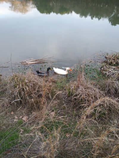 Lakeshore Dog Park - Dalton, GA