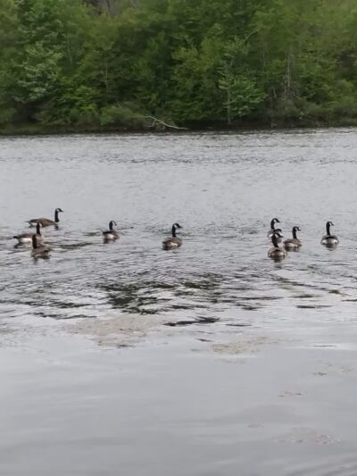 Lackawanna state park - Dalton, PA