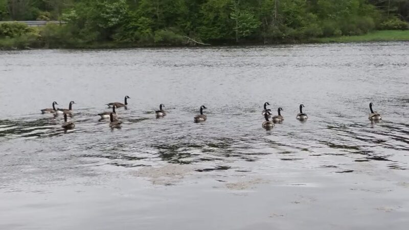 Lackawanna state park - Dalton, PA