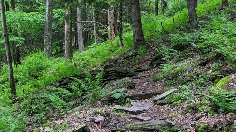 Meadowsweet Preserve - Dalton, PA