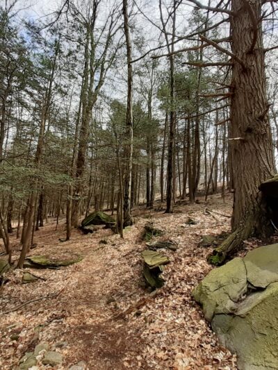 Meadowsweet Preserve - Dalton, PA