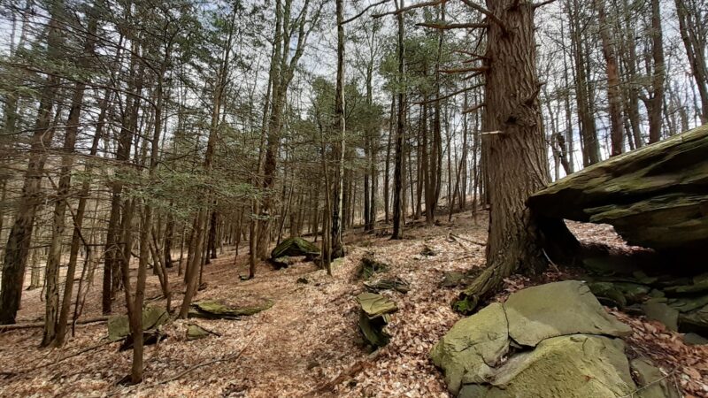 Meadowsweet Preserve - Dalton, PA