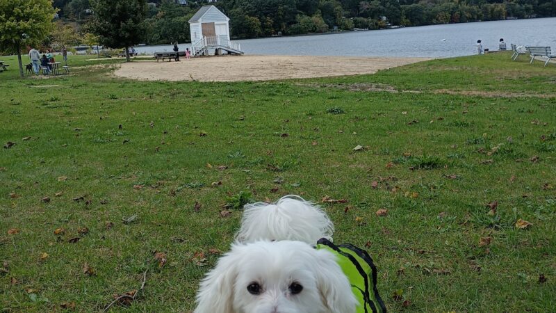 Danbury Dog Rock - Danbury, CT