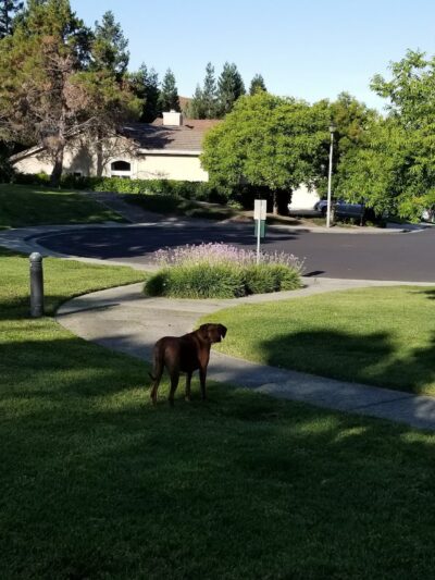 Dunhill Court Park - Danville, CA