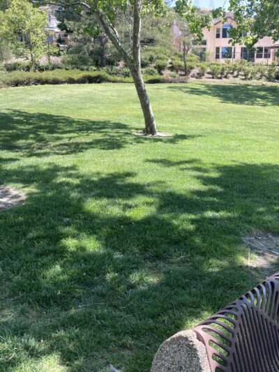 Dunhill Court Park - Danville, CA