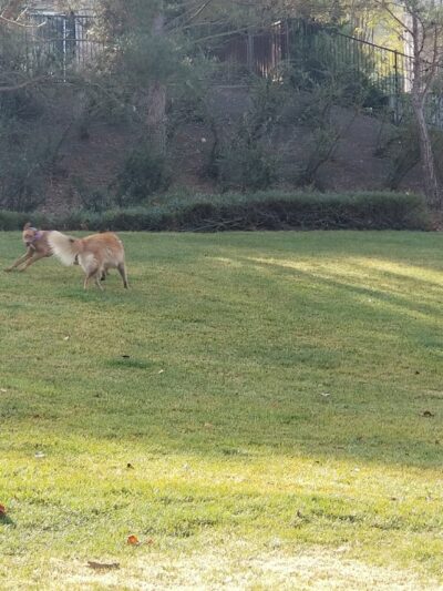 Dunhill Court Park - Danville, CA