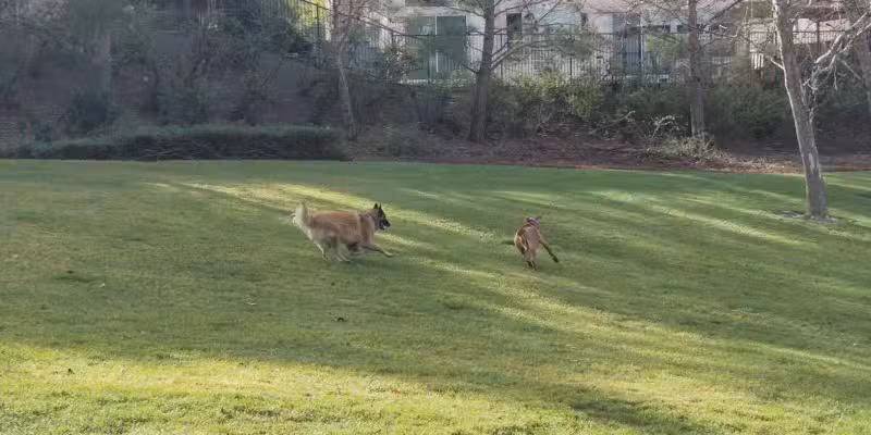 Dunhill Court Park - Danville, CA