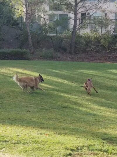 Dunhill Court Park - Danville, CA