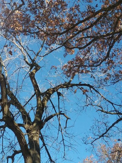 Lake Vermilion County Park - Danville, IL