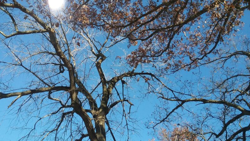 Lake Vermilion County Park - Danville, IL