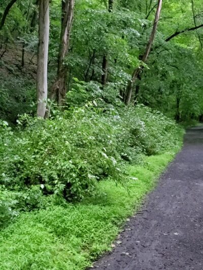 J. Manley Robbins Trailhead - Danville, PA