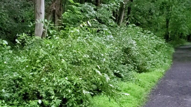 J. Manley Robbins Trailhead - Danville, PA