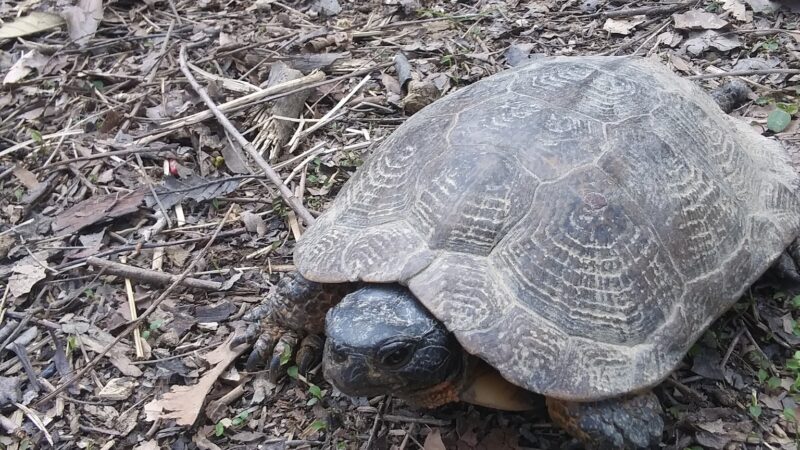 J. Manley Robbins Trailhead - Danville, PA